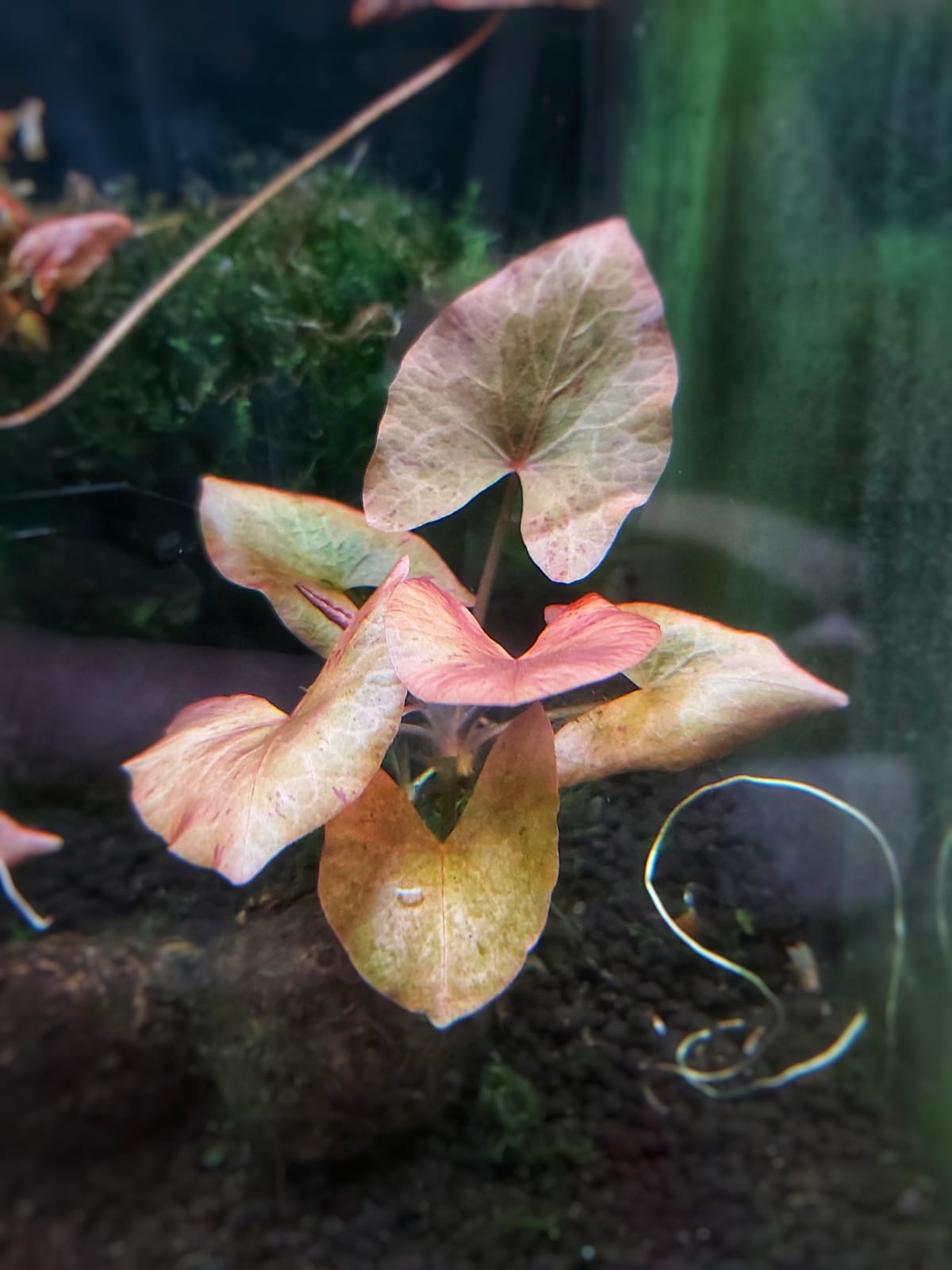 Roter-Tigerlotus-im-Aquarium-Lotus-kaufen.jpg