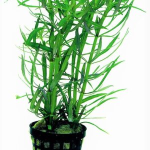 STEMON_STELLATUS_5_CM_POT_8b940.jpg
