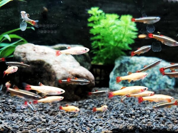 Tanichthys-albanubes-Kardinalfisch-Kardinalbaerbling-kaufen.jpg