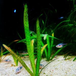 Vallisneria spiralis 'Tiger'- Marmorierte Wasserschraube