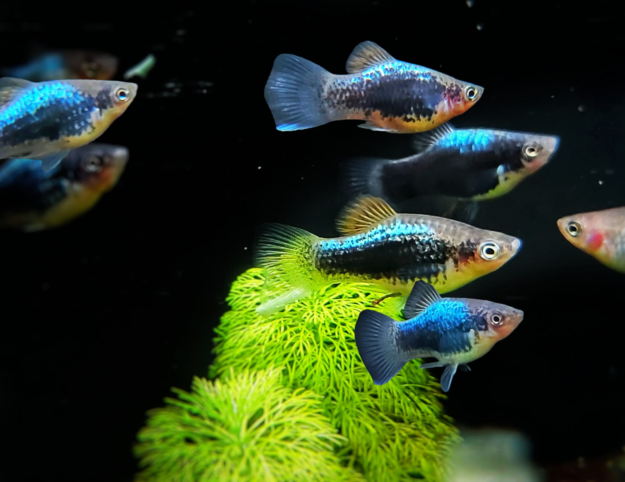 Xiphophorus-maculatus-Blue-tuxedo-Platy-kaufen.jpg