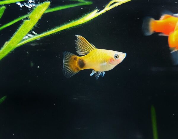 Xiphophorous maculatus - High Fin Platy Mix