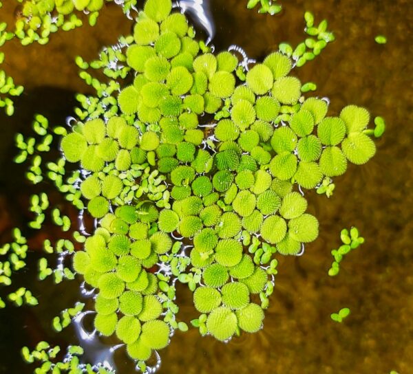 Kleiner Büschelfarn - Salvinia minima