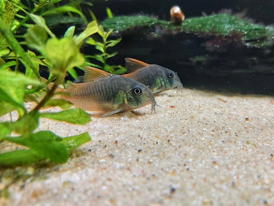 Corydoras concolor – einfarbiger Panzerwels