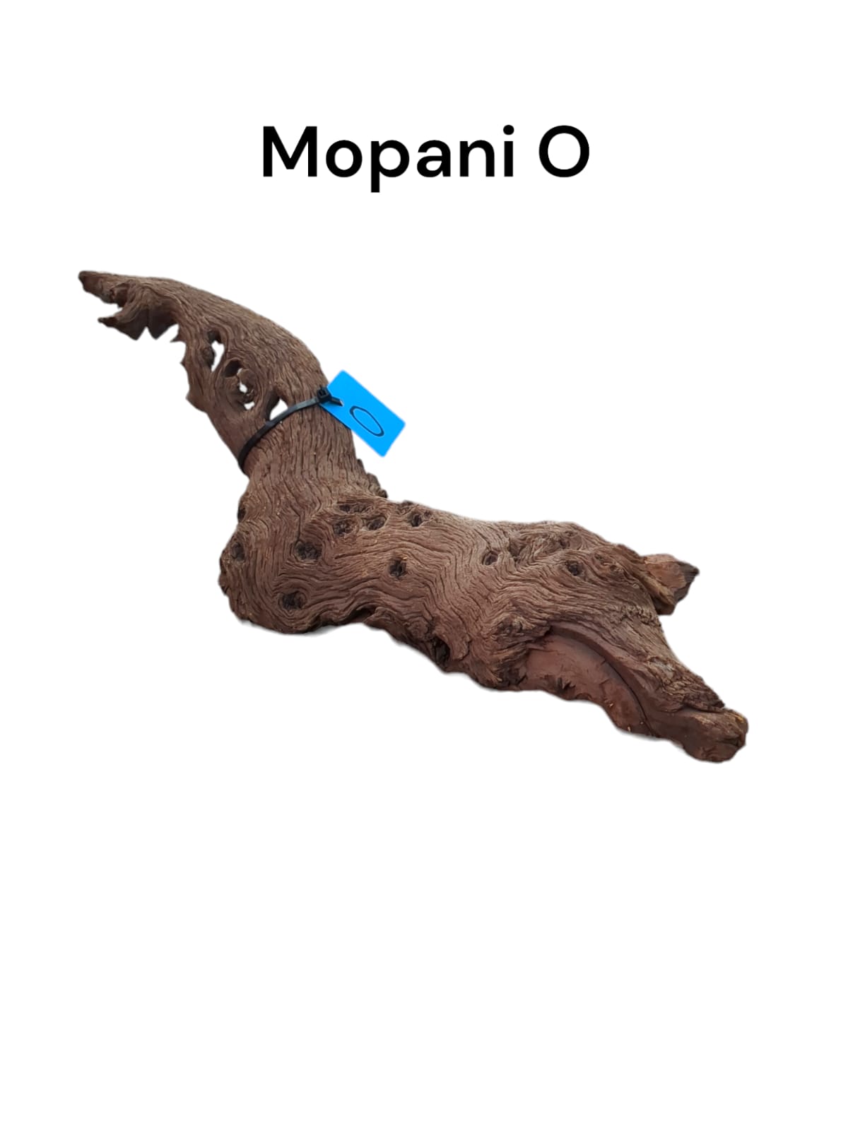 mopani o.jpg