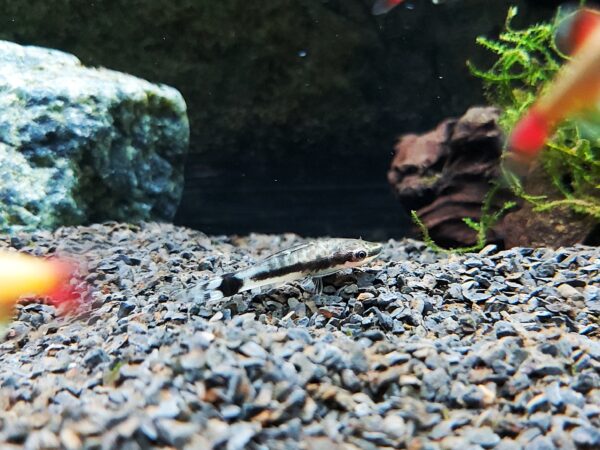 Otocinclus affinis - Gestreifter Ohrgitter-Harnischwels