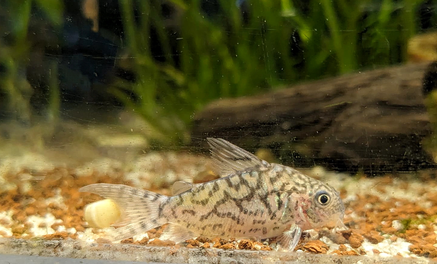 Corydoras sodalis – genetzter Panzerwels