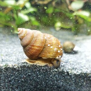 Viviparus viviparus - Sumpfdeckelschnecke