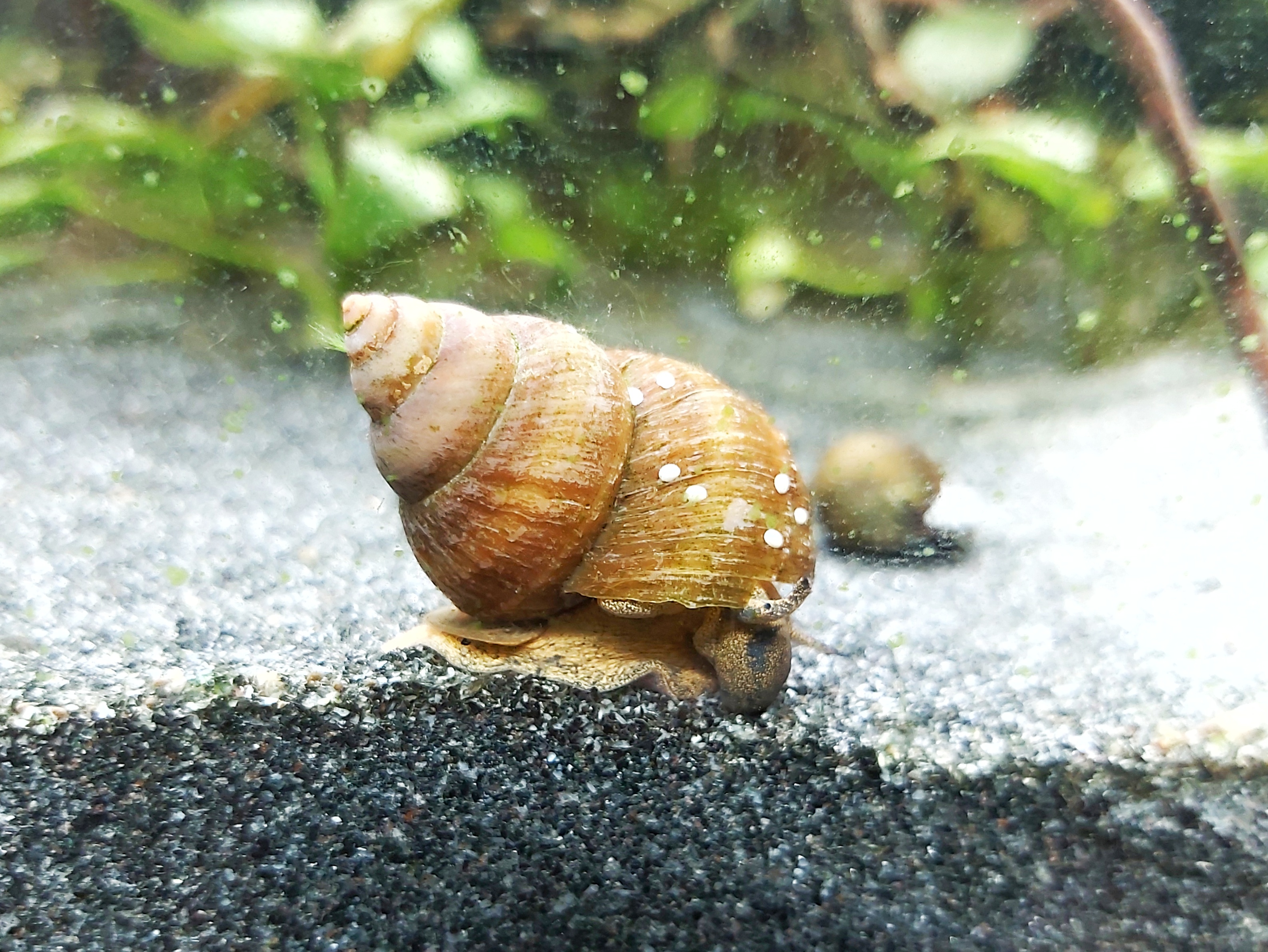 sumpfdeckelschnecke.jpg