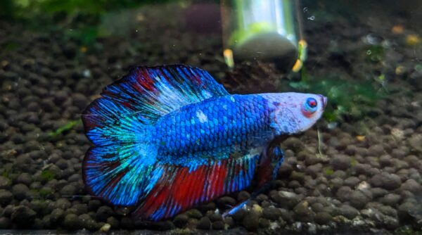 Betta splendens Twintail - Torben