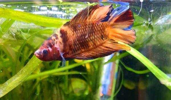 Betta splendens Twintail - Bob