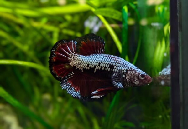 Betta splendens Dragon scale- Hubertus Maximus