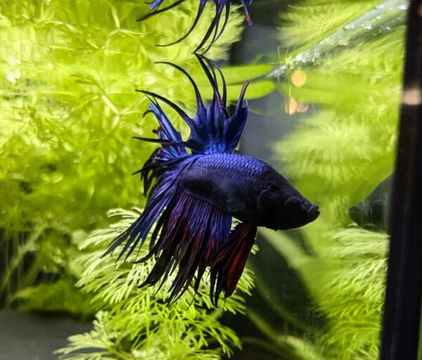 Betta splendens Crowntail - Willy