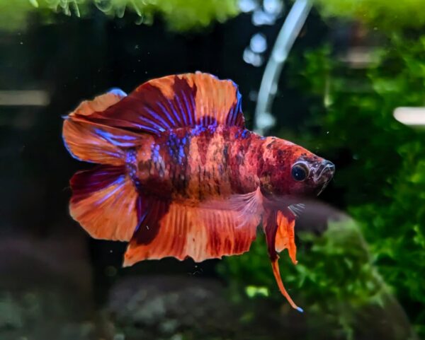 Betta splendens Twintail - Bodo