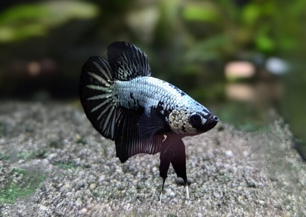 Betta splendens Dragon scale - Andreas