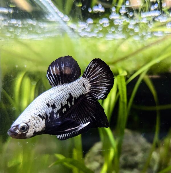 Betta splendens Dragon scale - Norbert