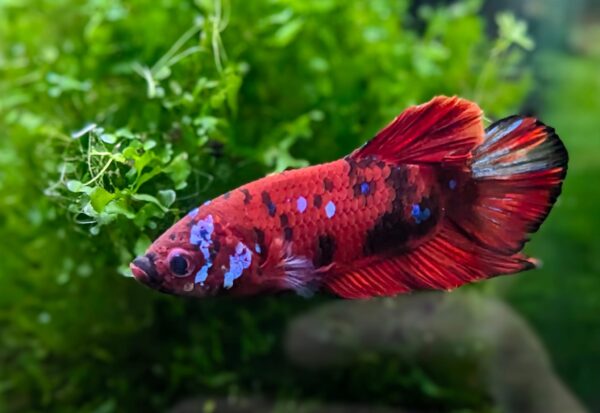 Betta Splendens Hellboy - Friedrich