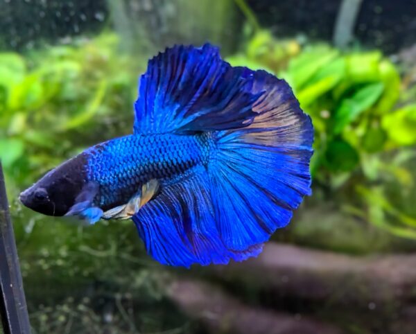 Betta splendens super delta - Peter