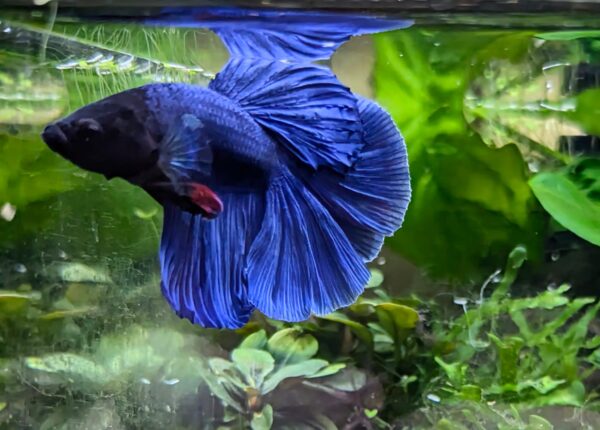 Betta splendens super Delta - Fred