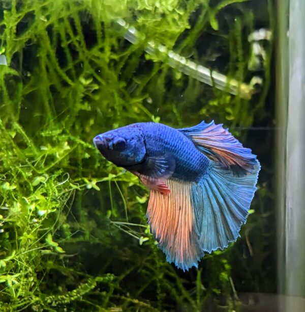 Betta splendens super Delta - Eugen