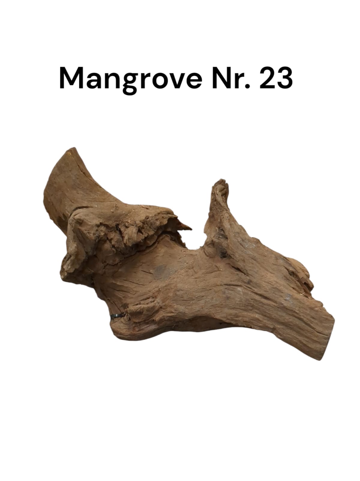 Mangrovenwurzel Nr. 23