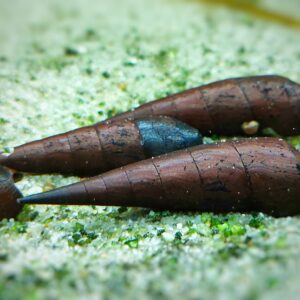 Faunus-ater-teufelsdornschnecke.jpg