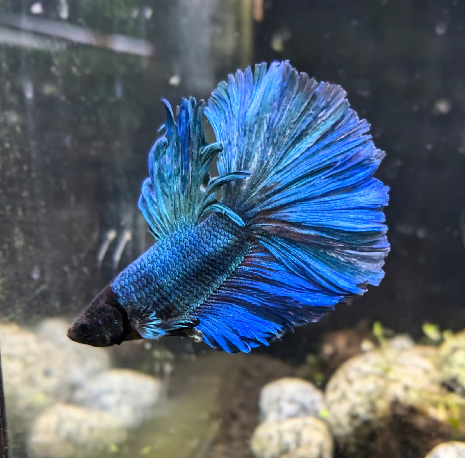 Betta splendens super delta – Morten