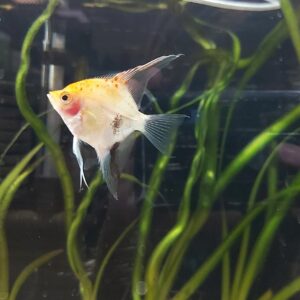 Pterophyllum-Scalare-Skalar-Koi-mix.jpg