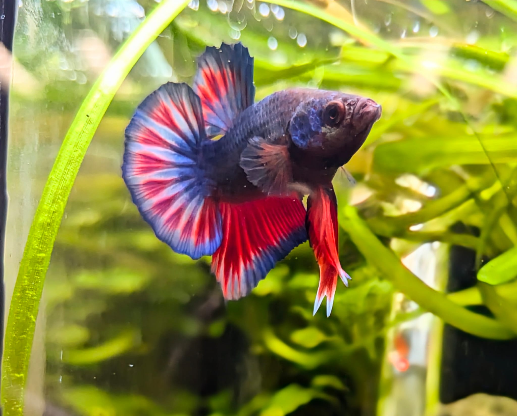 Betta splendens plakat – Benno