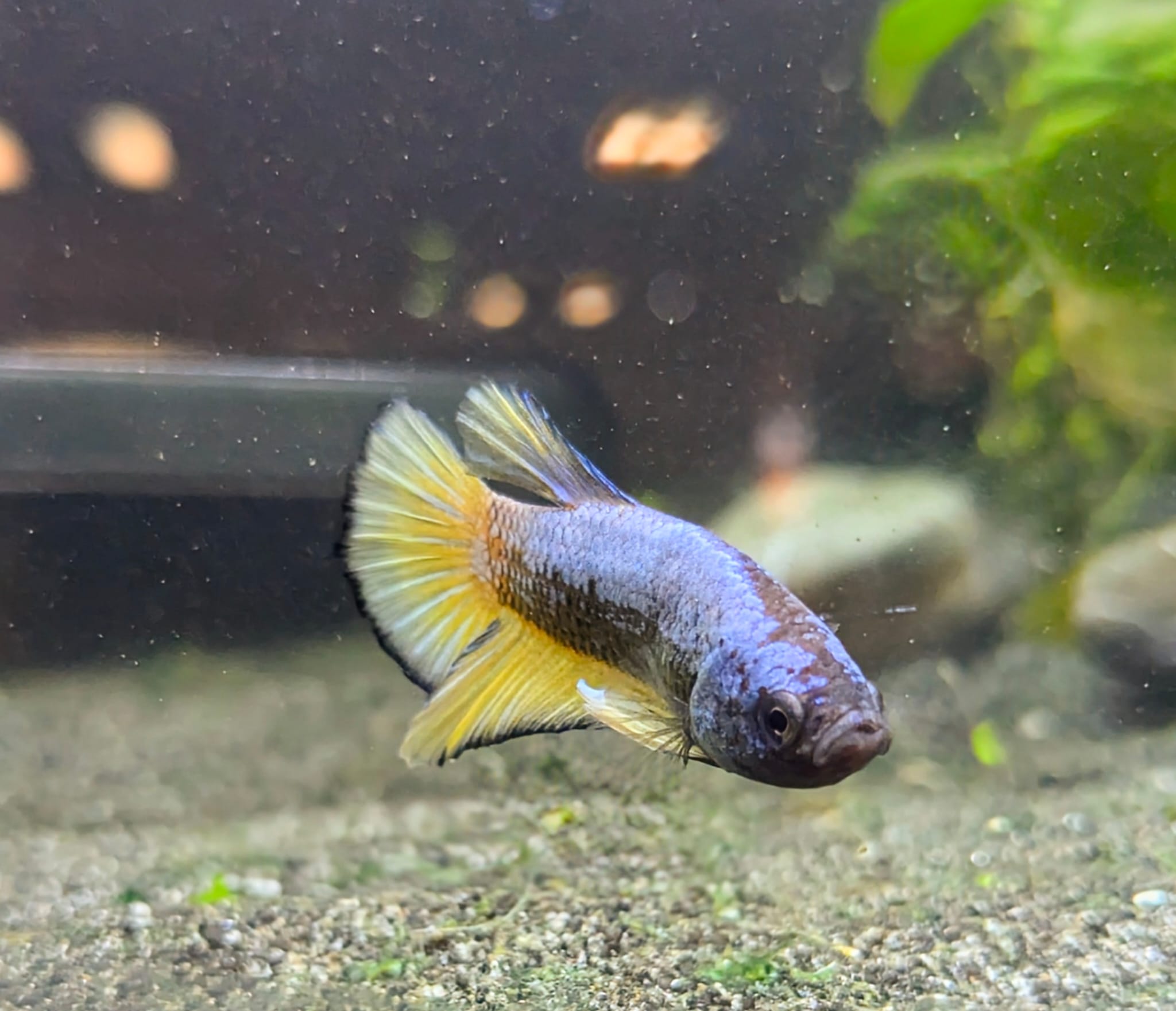 Betta splendens plakat – Hermann