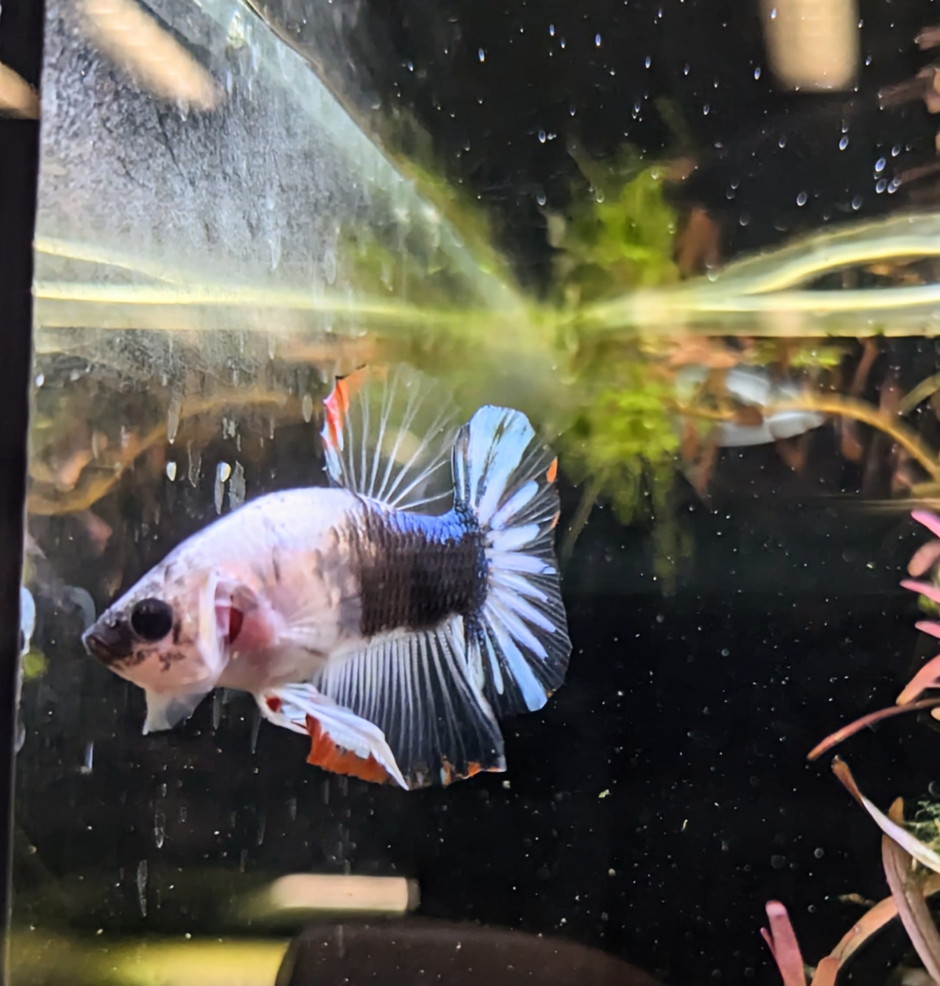 Betta splendens plakat – Frederik