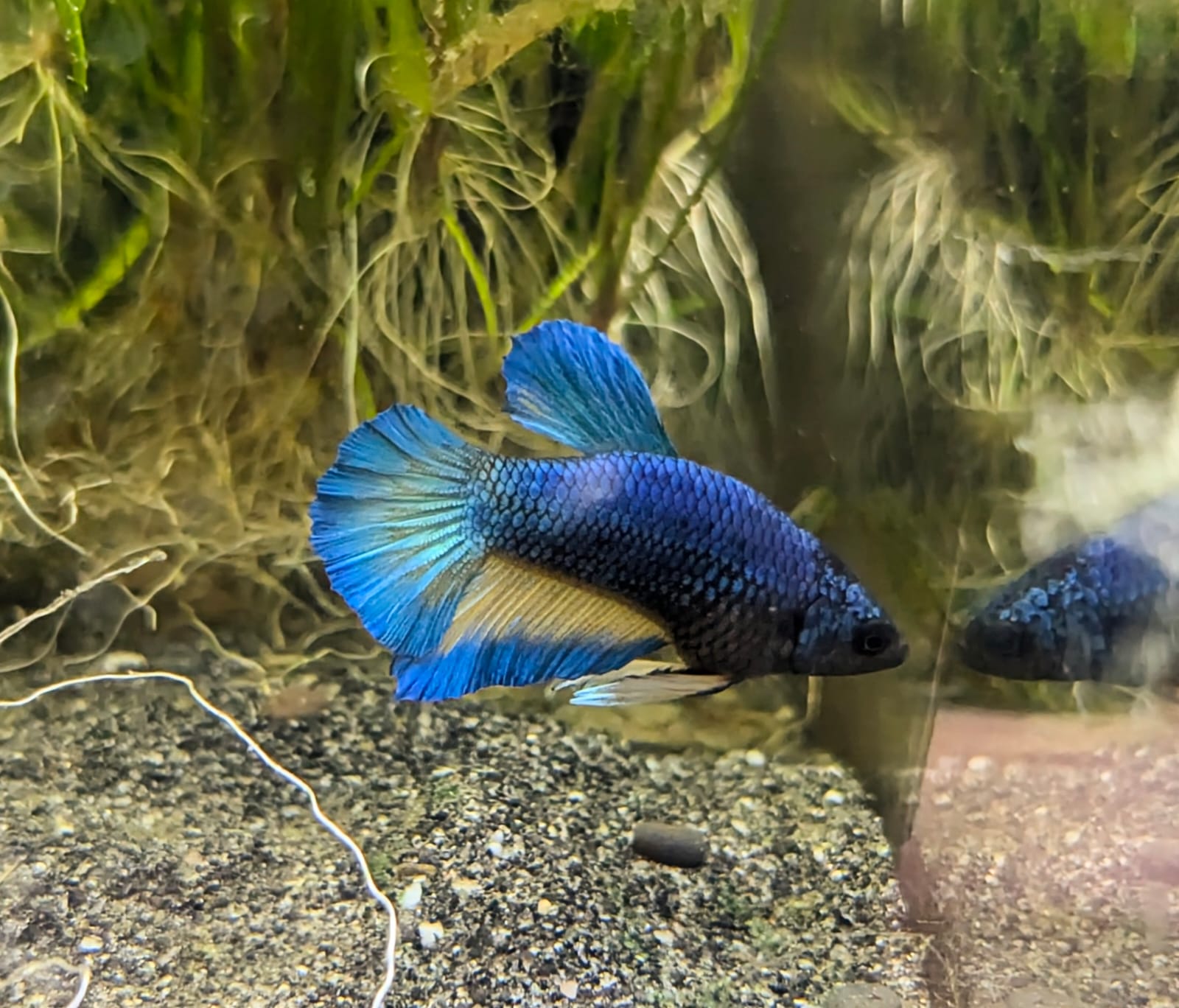 Betta splendens plakat – Tom