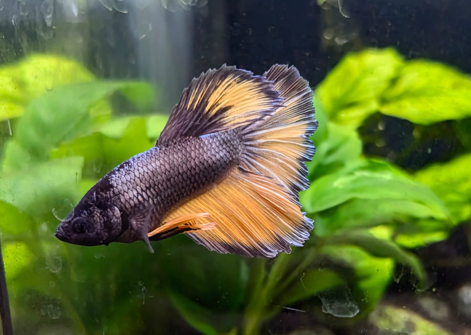 Betta splendens Mustard Gas – Gustav