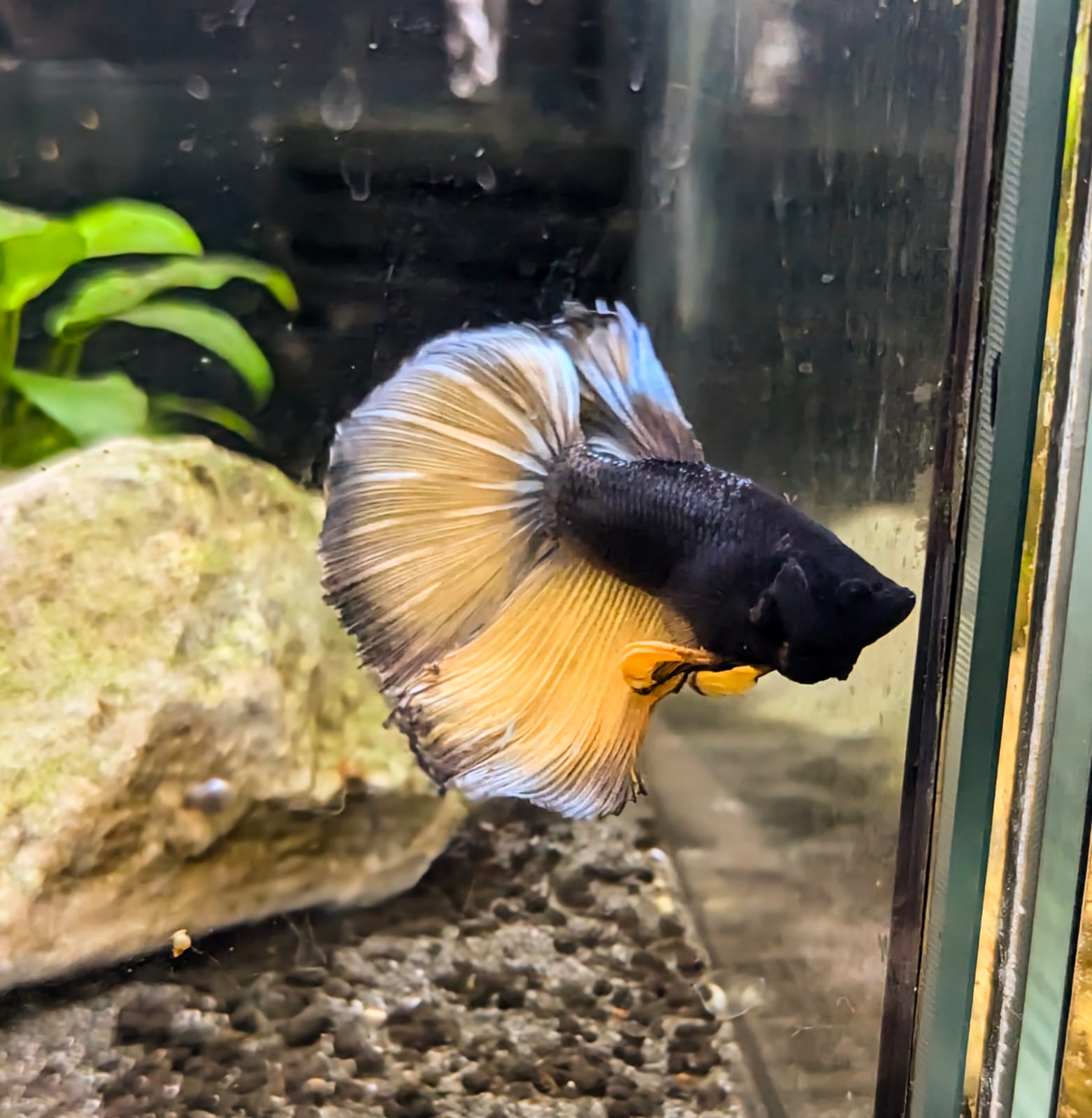 Betta splendens Mustard Gas – Karl