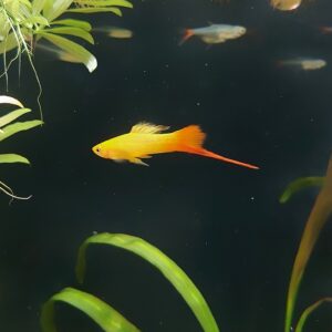 Xiphophorus-helleri-Schwerttraeger-Komet-Orange.jpg