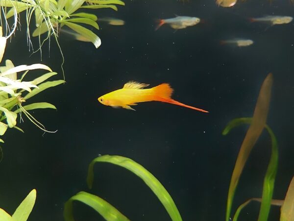 Xiphophorus-helleri-Schwerttraeger-Komet-Orange.jpg