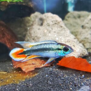 Apistogramma-agassizii-blue-blauer-agassiz-Zwergbuntbarsch-Raritaet.jpg