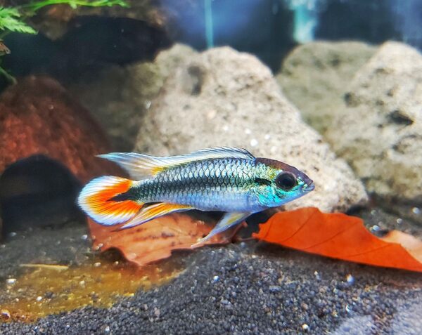 Apistogramma-agassizii-blue-blauer-agassiz-Zwergbuntbarsch-Raritaet.jpg