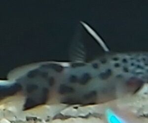 Synodontis-petricola-Kuckucks-Fiederbartwels.jpg
