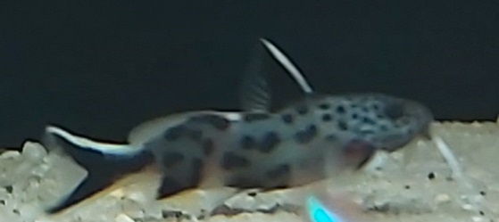 Synodontis-petricola-Kuckucks-Fiederbartwels.jpg