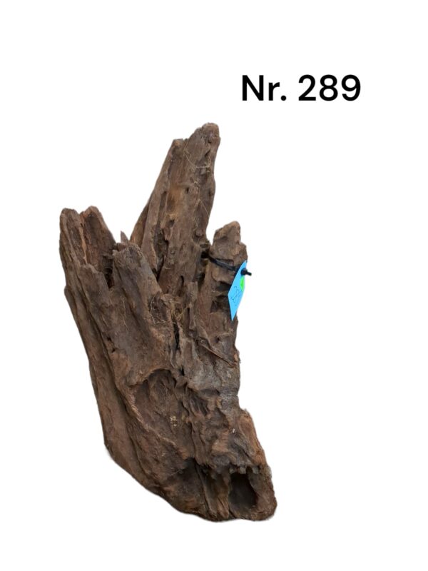Mangrovenwurzel-Nr-289_.jpg