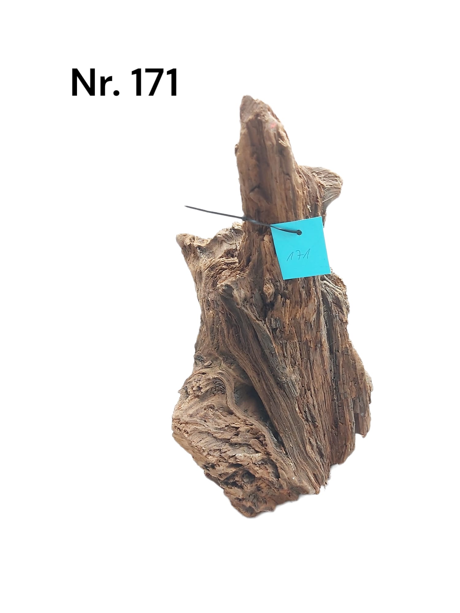 Mangrovenwurzel Nr. 171