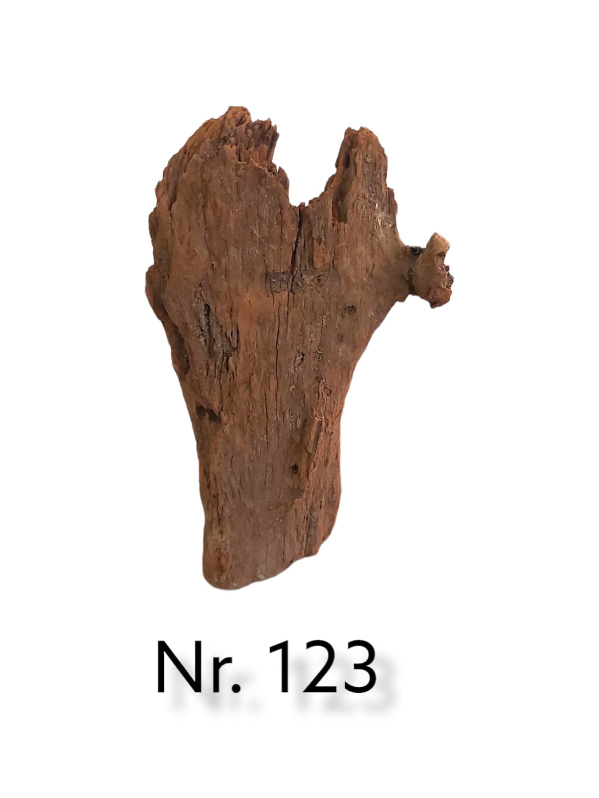 Mangrovenwurzel Nr. 123