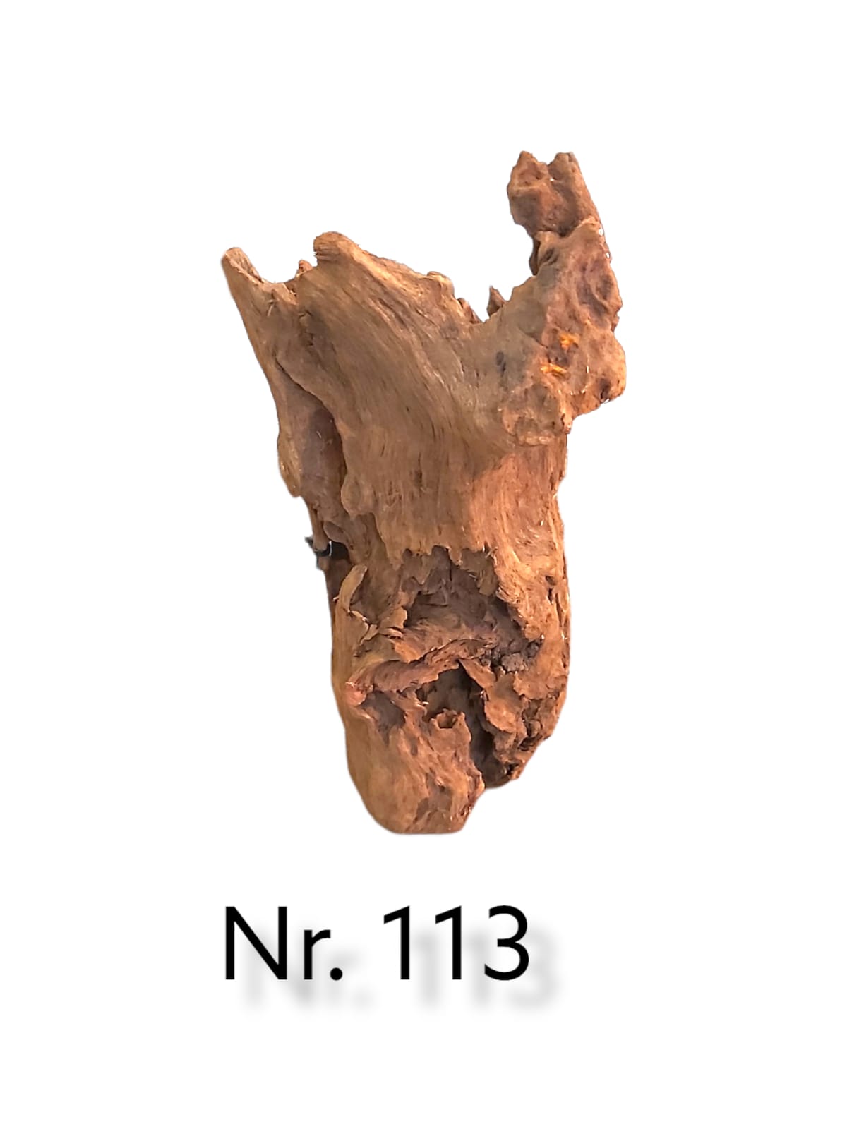 Mangrovenwurzel Nr. 113
