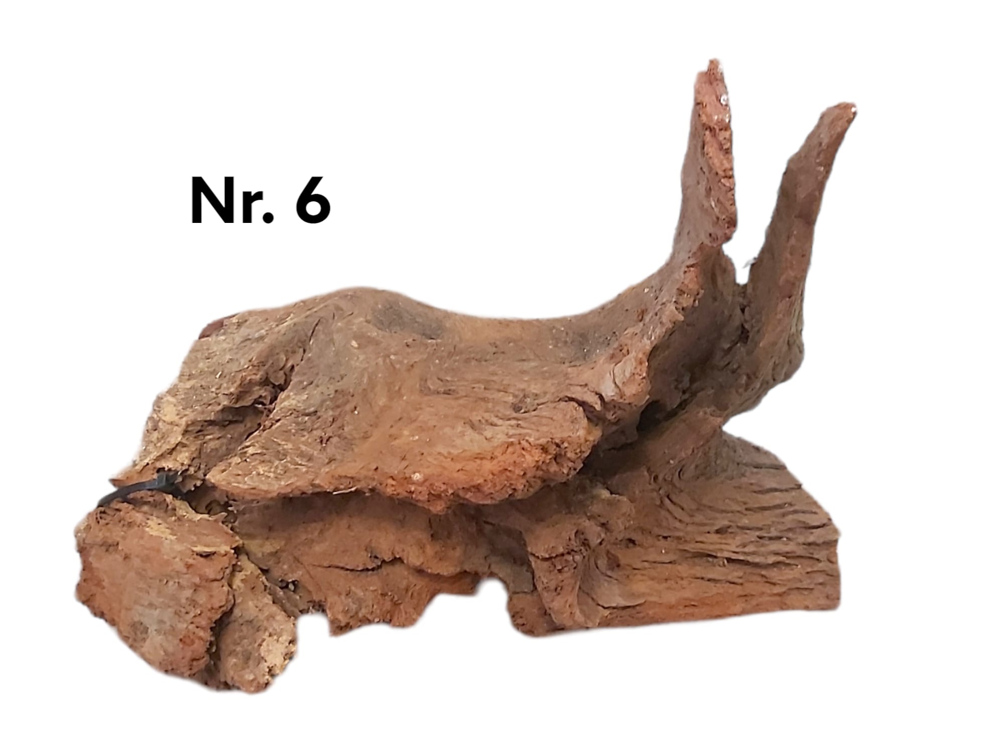 Mangrovenwurzel-Nr-6h3rnsSk5pIULe.jpg