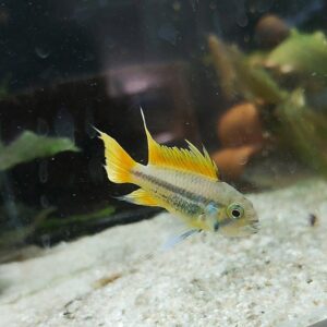 Apistogramma-cactuoides-orange-orangener-Kakadu-Zwergbuntbarsch-kaufen.jpg