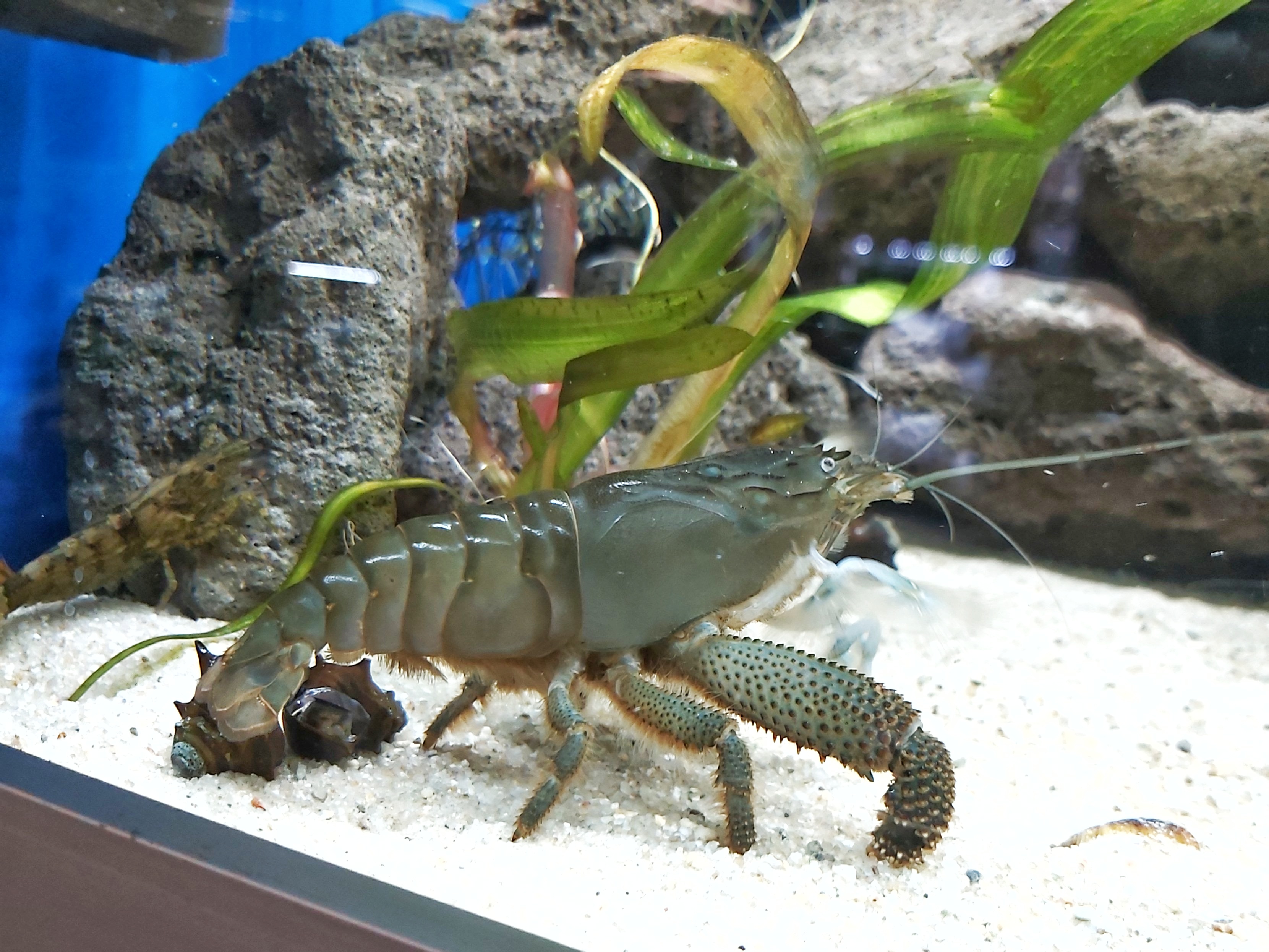Atya gaboensis – Blaue Monsterfächergarnele