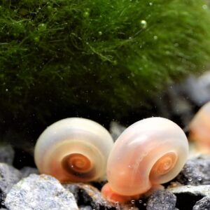rosane-posthornschnecek-im-aquarium.jpg