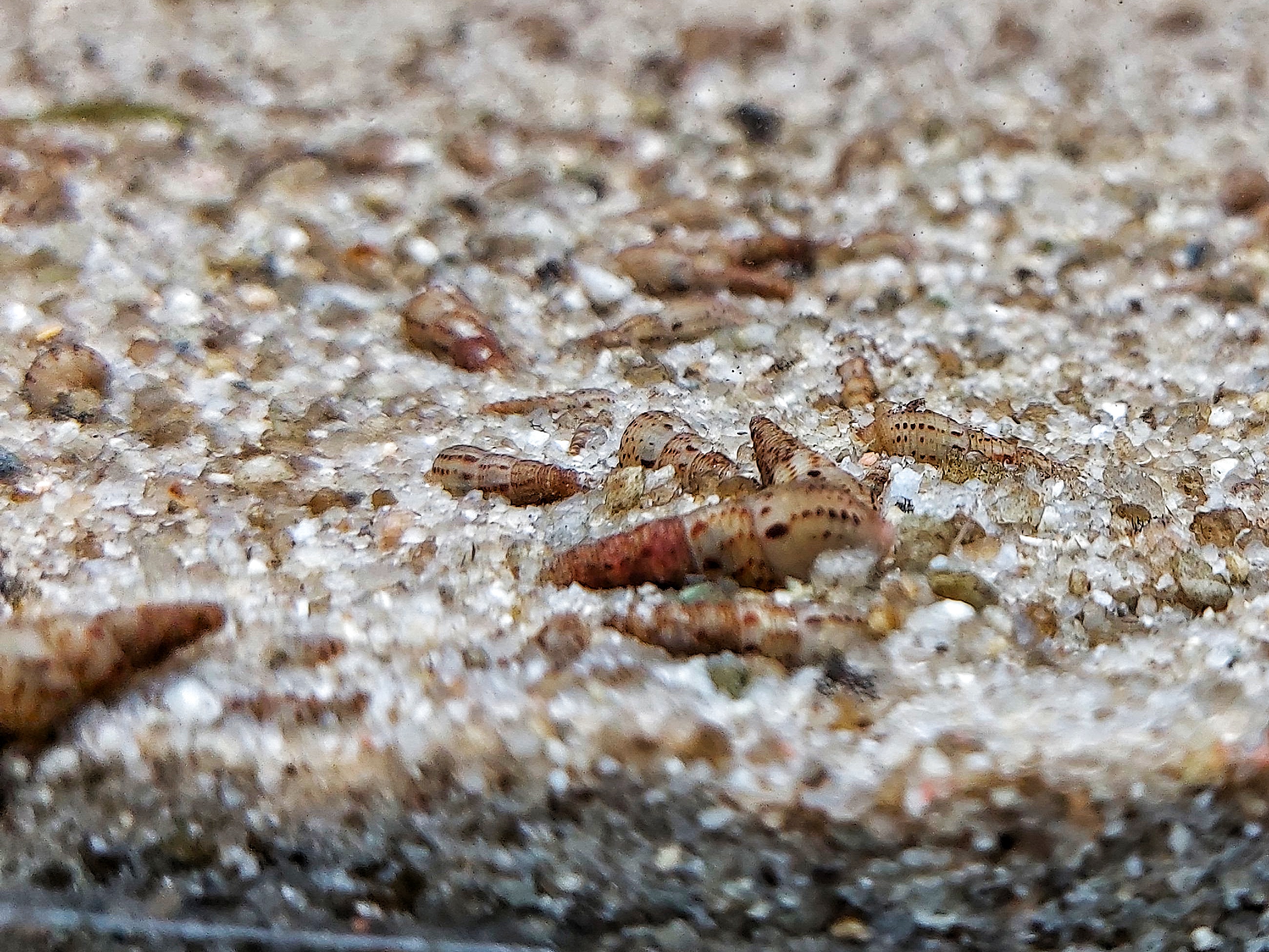 Malaiische Turmdeckelschnecke – Melanoides tuberculata