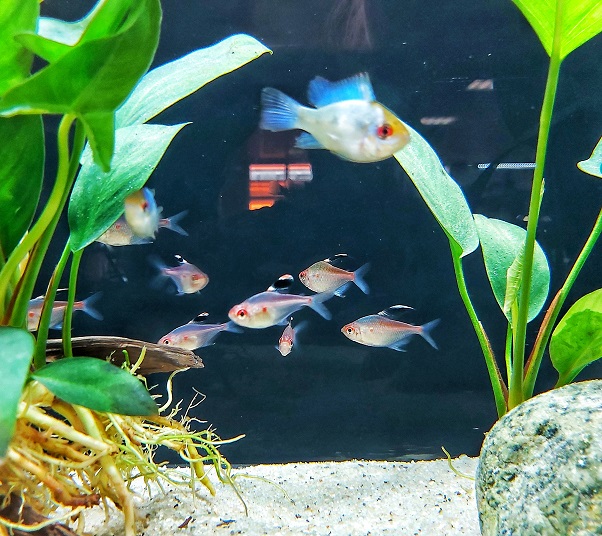 Hyphessobrycon pyrrhonotus – Rotrücken Kirschflecksalmler
